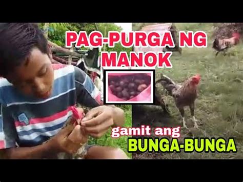 purga sa manok panabong|PAANO MAG PURGA NG NATIVE NA MANOK GAMIT ANG .